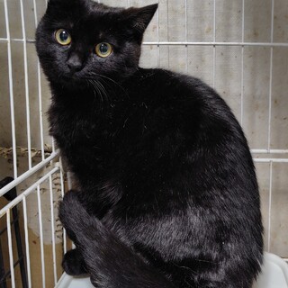 大人しい黒の男の子　凪くん