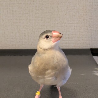 入院するために文鳥の里親募集です。