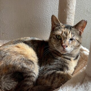 明るい色のキジ柄のミクちゃん