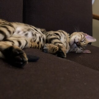 甘えんぼのベンガル(募集一時停止中)