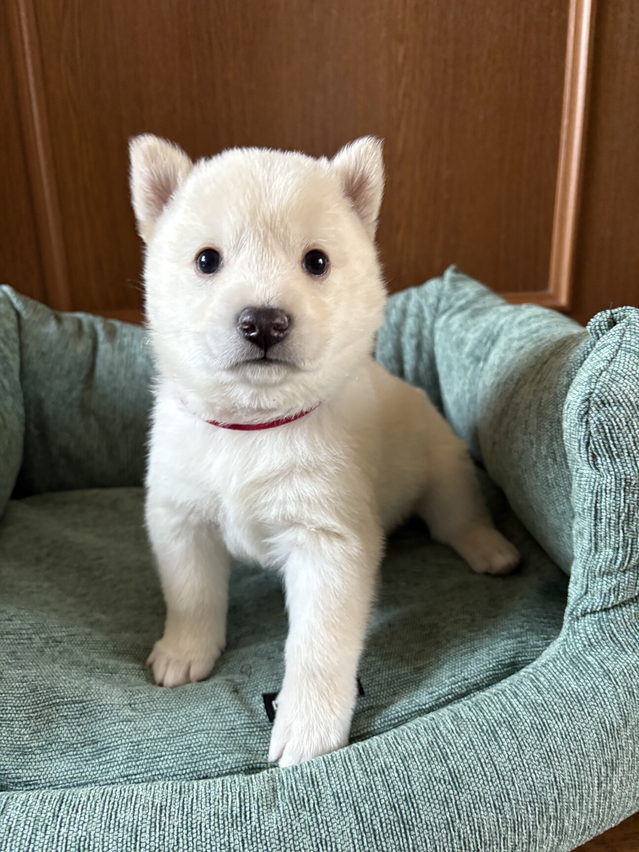 ころころしたかわいい「あ」広島県 - 犬の里親募集(537520) 1枚目の