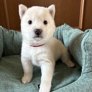 ころころしたかわいい「あきくん」