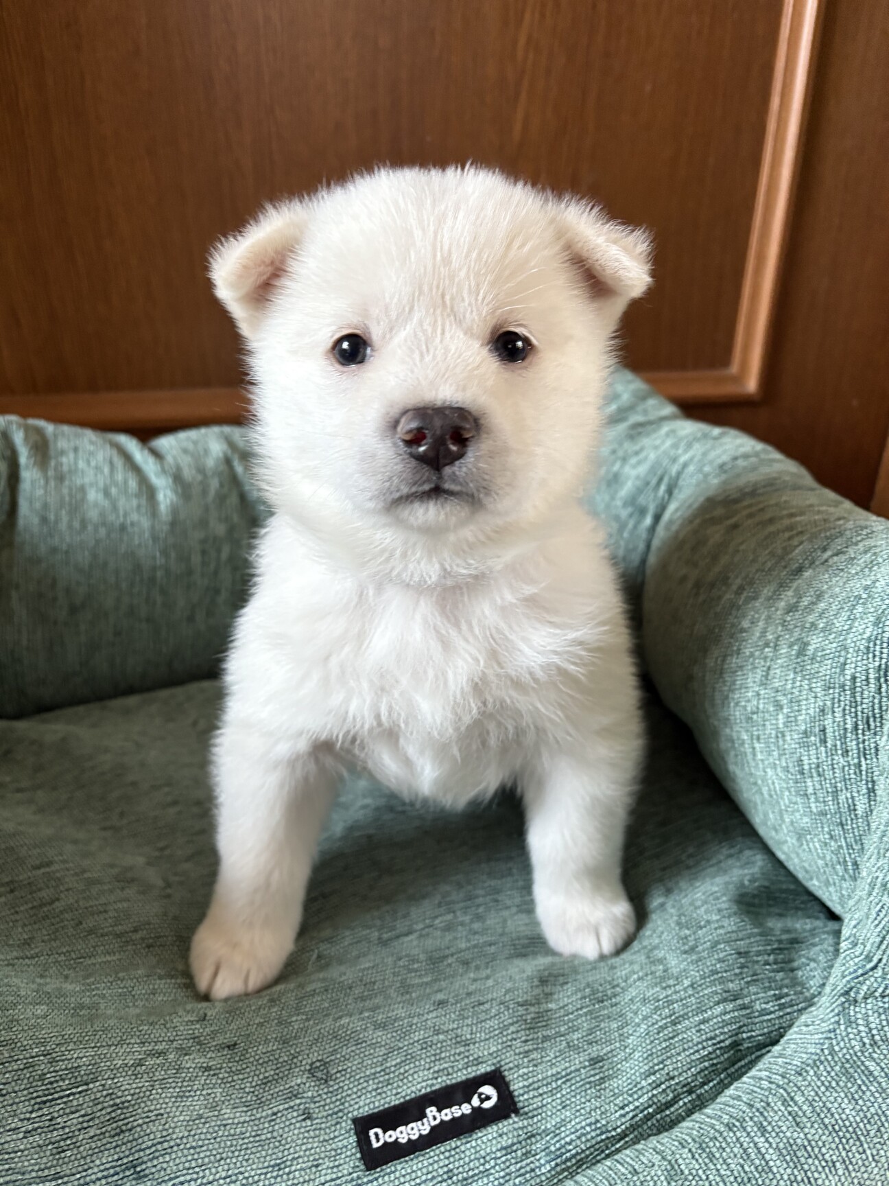 ころころしたかわいい「ふ」広島県 - 犬の里親募集(537521