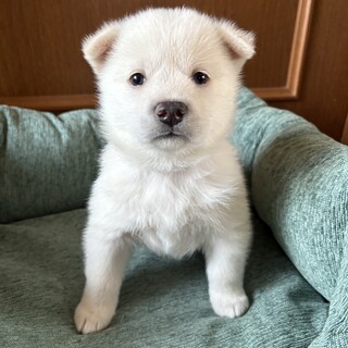 ころころしたかわいい「ふゆくん」