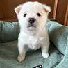 ころころしたかわいい「ふゆくん」 サムネイル2