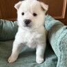 ころころしたかわいい「ふゆくん」 サムネイル4