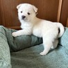 ころころしたかわいい「ふゆくん」 サムネイル5