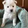 ころころしたかわいい「ふゆくん」 サムネイル3