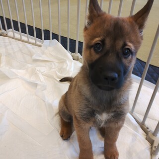 約2ヶ月半の男の子【ベア】