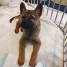 約2ヶ月半の男の子【ベア】 サムネイル2