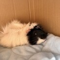 恥ずかしがり屋のライカくん！