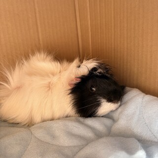 恥ずかしがり屋のライカくん！