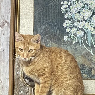 可愛い栗くんにずっとのおうちを！