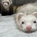 フェレット男の子2匹