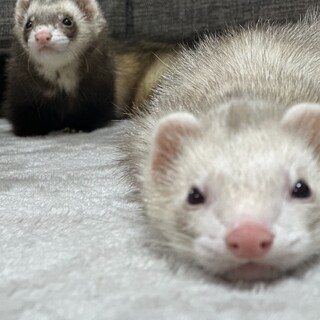 フェレット男の子2匹