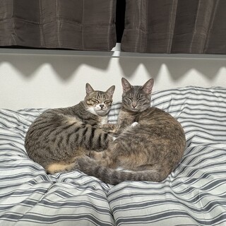 生後6ヶ月 去勢済み兄弟猫2匹 里親募集！