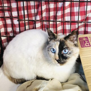 お顔の柄が左右違うシャムミックス