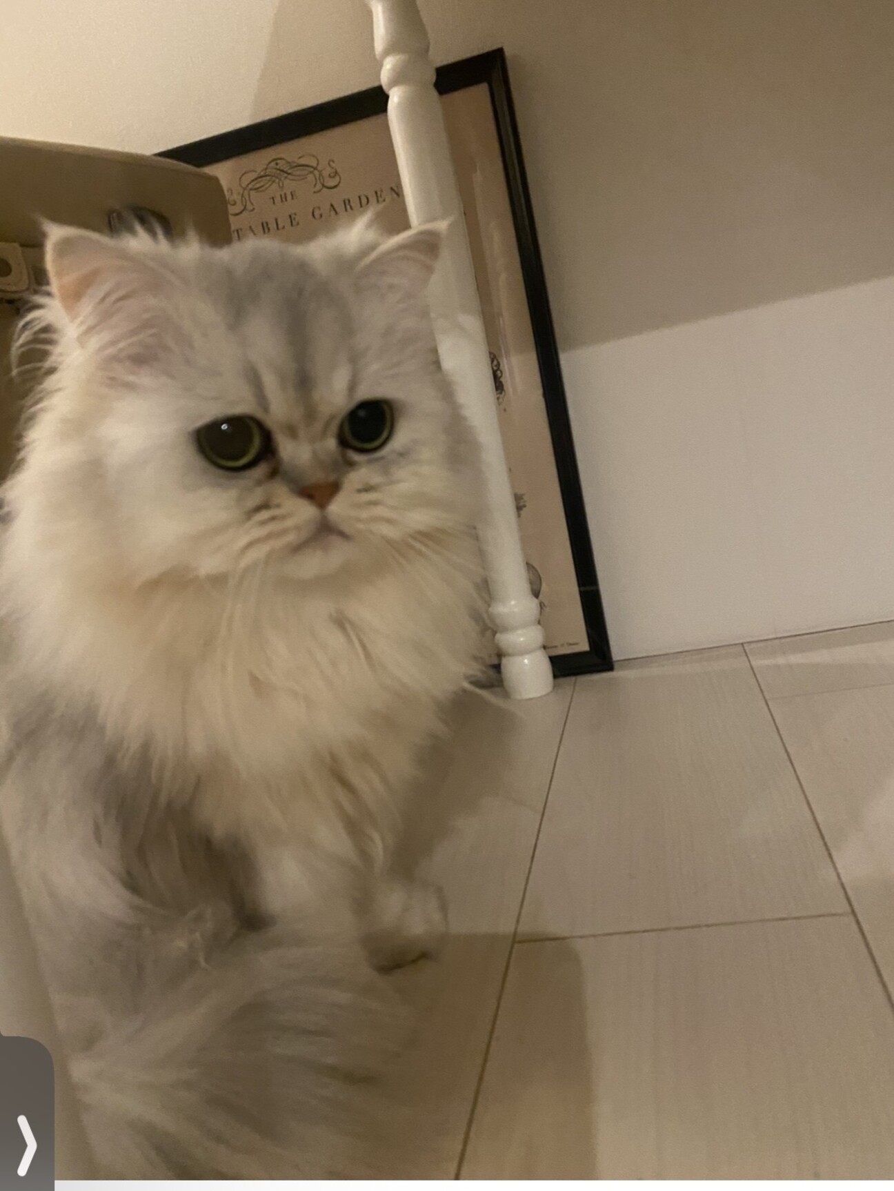 猫ちゃん溺愛してくれる方」東京都 - 猫の里親募集(537526) :: ペット