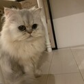 猫ちゃん溺愛してくれる方