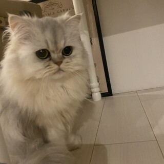 猫ちゃん溺愛してくれる方