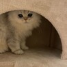 猫ちゃん溺愛してくれる方