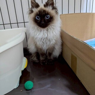 3/29平野ろまねこ譲渡会参加シャムmix子猫♀