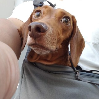 人が大好きなダックスです。よろしくお願いします。