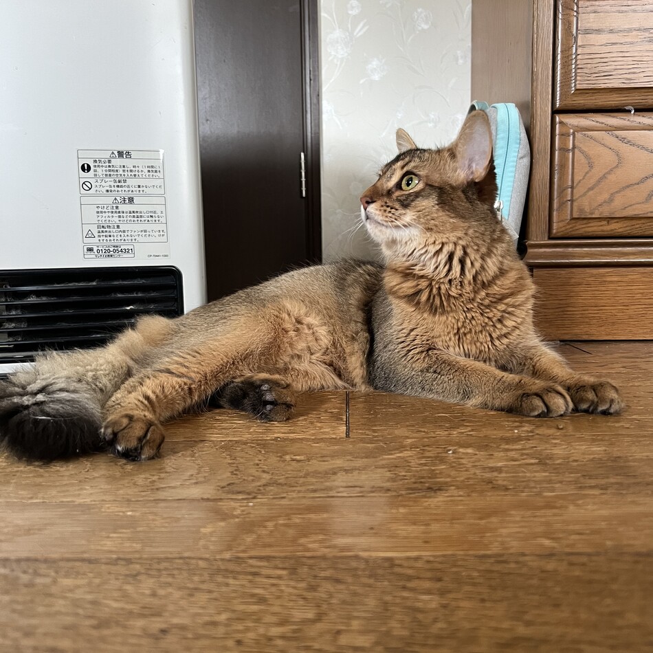 ルビーのカバー写真