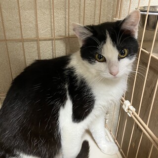 ハート模様のあるハチワレちゃん♪