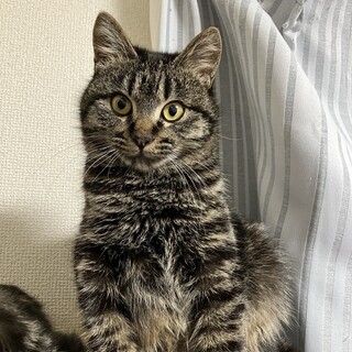 尻尾短め★まん丸キジトラ君★