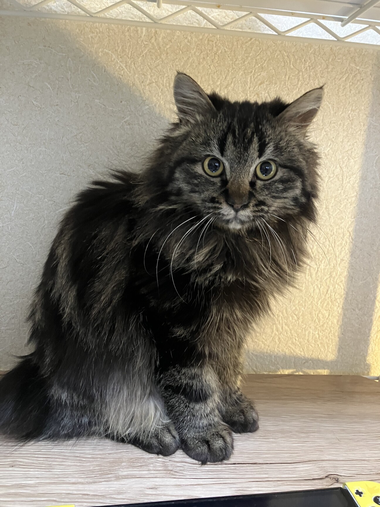 ねじれ尻尾の長毛キジトラ君★ サムネイル1