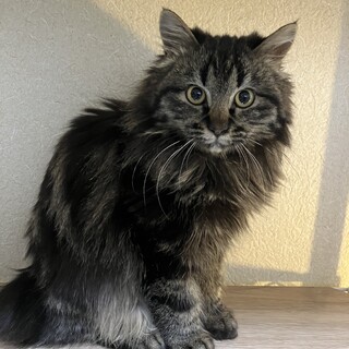 ねじれ尻尾の長毛キジトラ君★