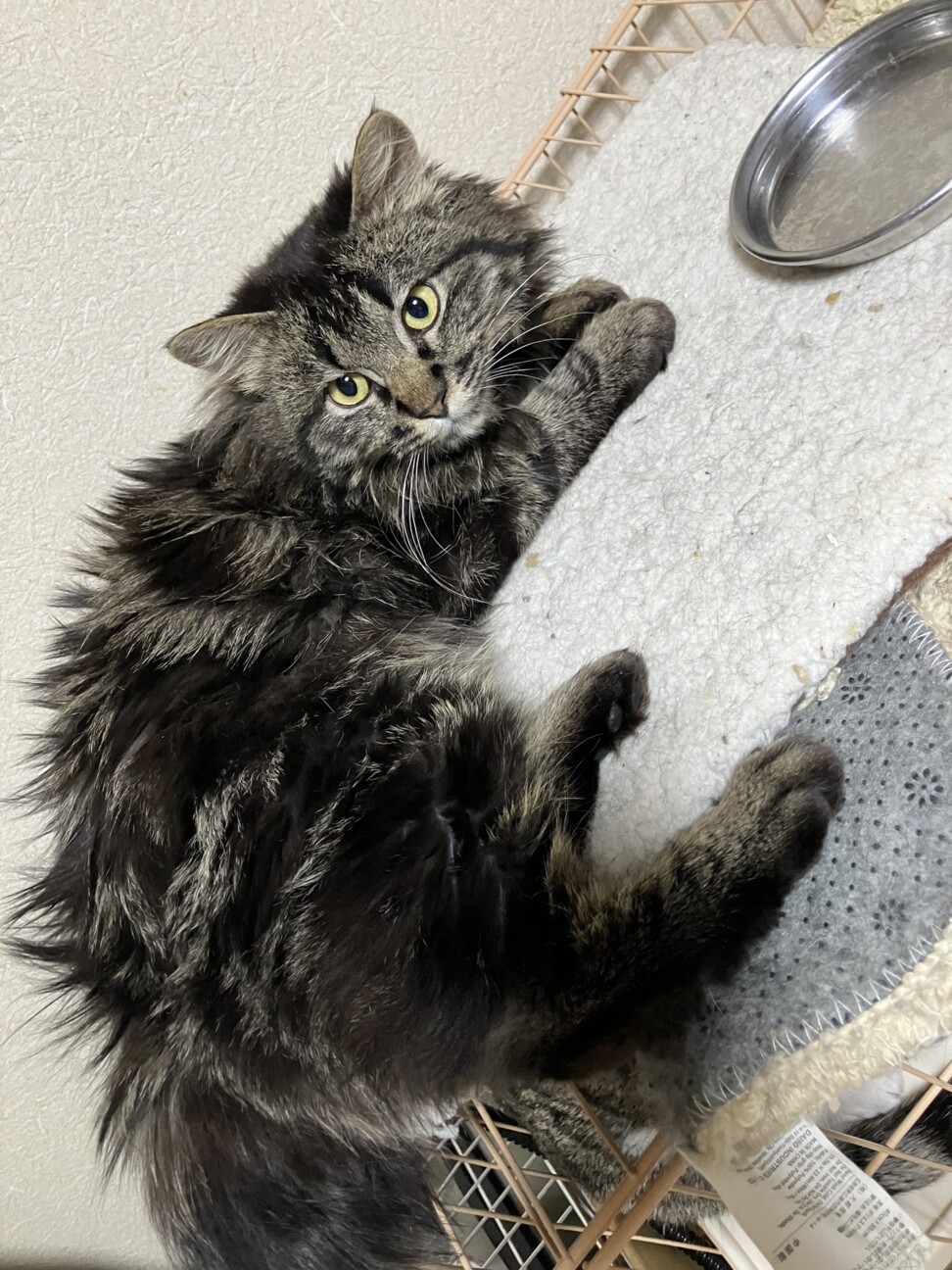 ねじれ尻尾の長毛キジトラ君★ サムネイル2