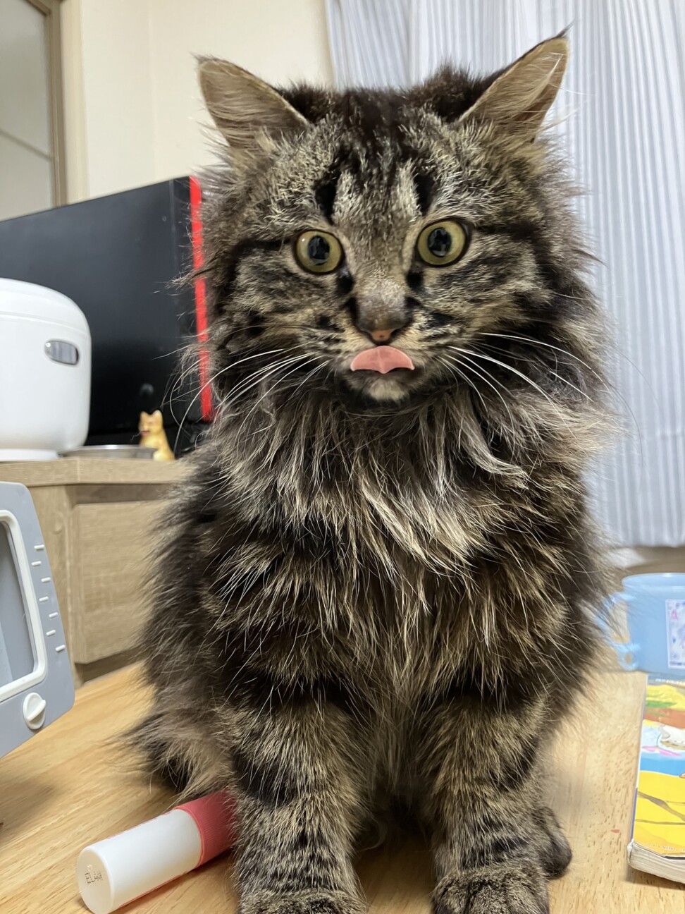 ねじれ尻尾の長毛キジトラ君★ サムネイル3