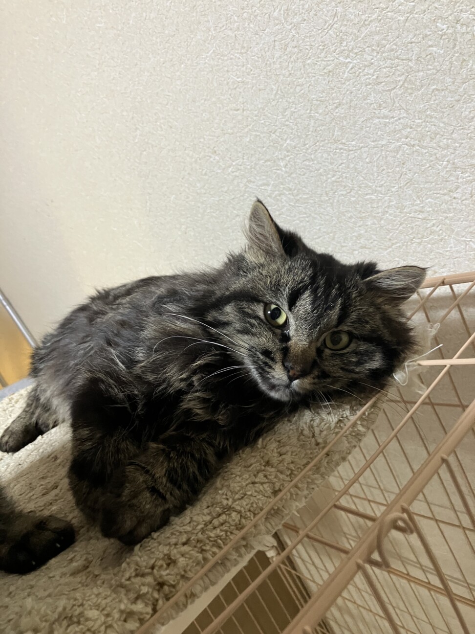 ねじれ尻尾の長毛キジトラ君★ サムネイル4