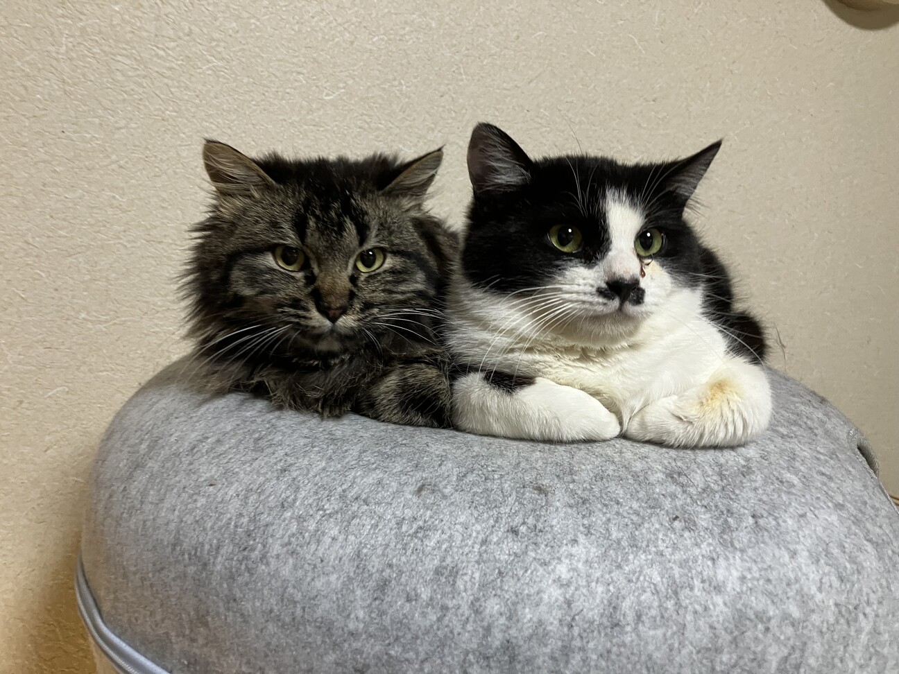 ねじれ尻尾の長毛キジトラ君★ サムネイル5