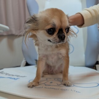 成犬ロングコートチワワ♀3歳人懐っこいです