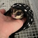 フクロモモンガ男の子