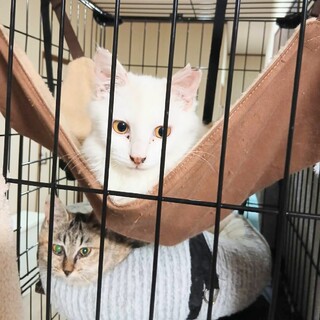 シロ【ネロリ】のトライアルOK！