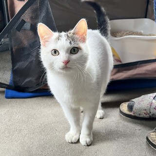 【およそ6か月】こぎんちゃんの里親募集します！