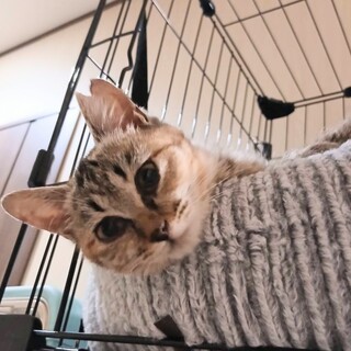 ムギワラ【ゼリー】のトライアルOK！