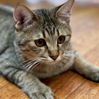 仲良し兄弟☆やんちゃボーイ　ナッツ♂