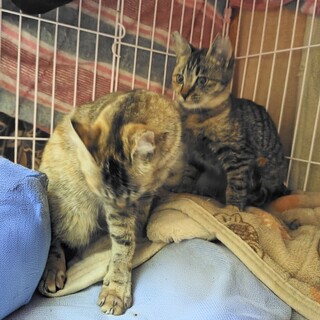 ムギワラ【ピール】のトライアルOK！