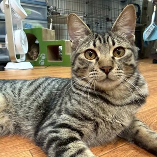 仲良し兄弟☆わんぱくボーイ　ブラウニー♂