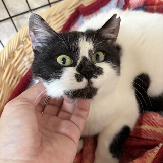 仮名:はにちゃん