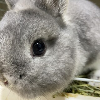 ネザーランドドワーフ5ヶ月