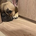 生後10ヶ月フレンチブルドッグ ♡