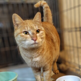 茶トラの女の子　人馴れ抜群