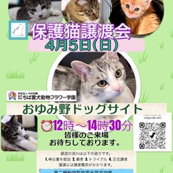 保護猫譲渡会Cat'seye