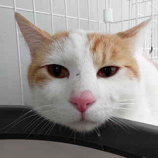 元飼い猫でも処分対象　収容期限3月23日迄